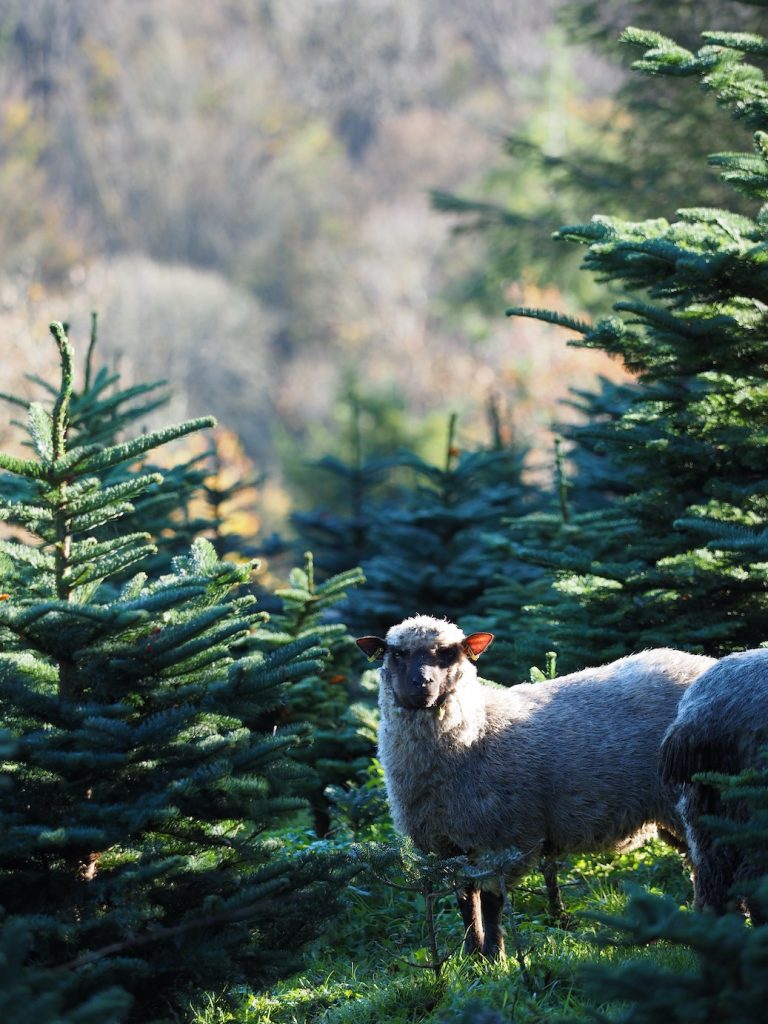 christmas tree farm Cork